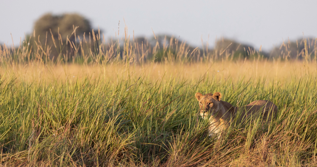 Best Time to Visit Africa | 2025 Insider Tips & Must-See Spots