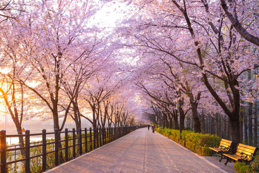 Best Time to Visit South Korea | Travel Tips