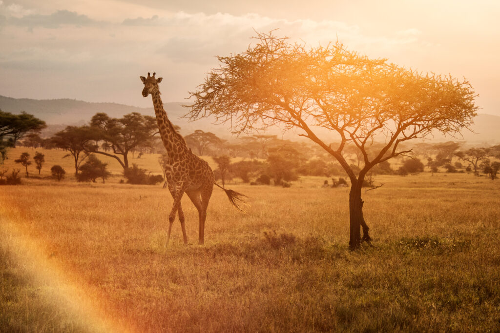 The Awe You Travel to Find